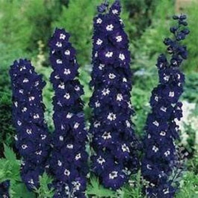 kings flower seeds 50 Delphinium Seeds Pacific Giant King Arthur Perennial Seeds – trailingpetunia.com