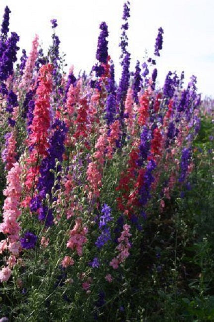 Larkspur Seeds Rocket Mix Delphinium Seeds 500 Larkspur Seeds