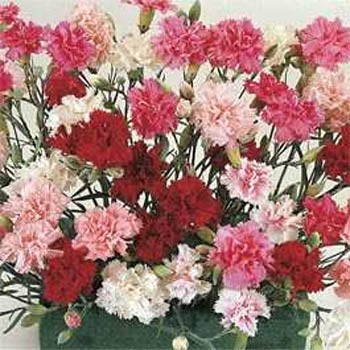 500 Dianthus Seeds Sonta Flower Seeds