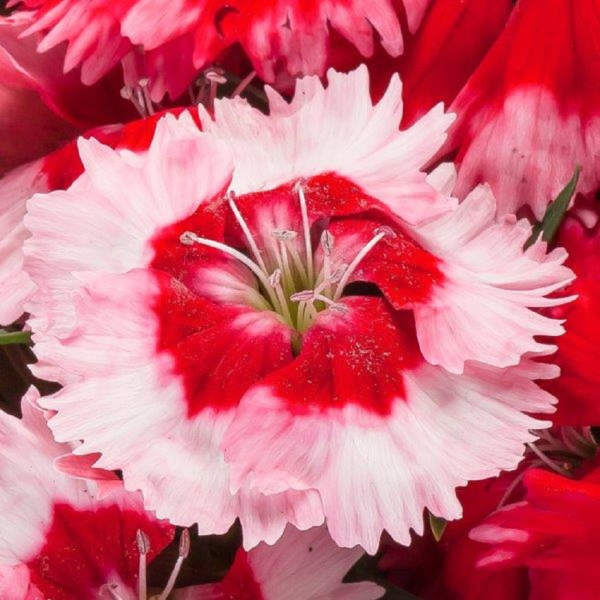50 Pelleted Flower Seeds Dianthus Seeds Venti Strawberry