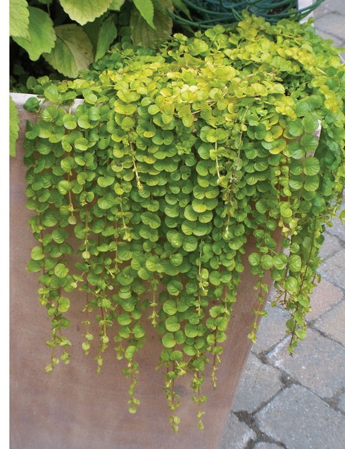 Emerald Falls Dichondra Seeds 15 thru 250 Multi Pelleted Seeds Bulk Seeds