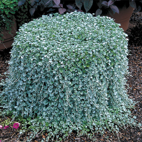 Silver Falls Dichondra Seeds Perennial Seeds 15 thru 250 Bulk Seeds