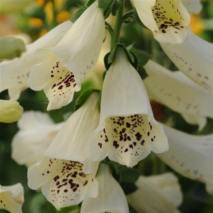 Digitalis Seeds Dalmatian Creme 50 Pelleted Seeds Foxglove Seeds