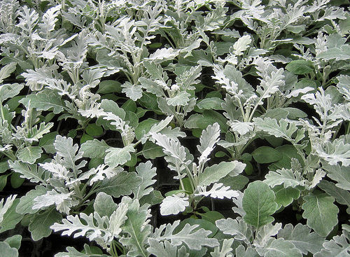 Dusty Miller Seeds Silverdust 25 thru 1,000 Seeds Plant Seeds