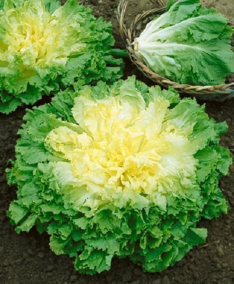 500 Endive Seeds Broadleaf Batavian Garden Seeds