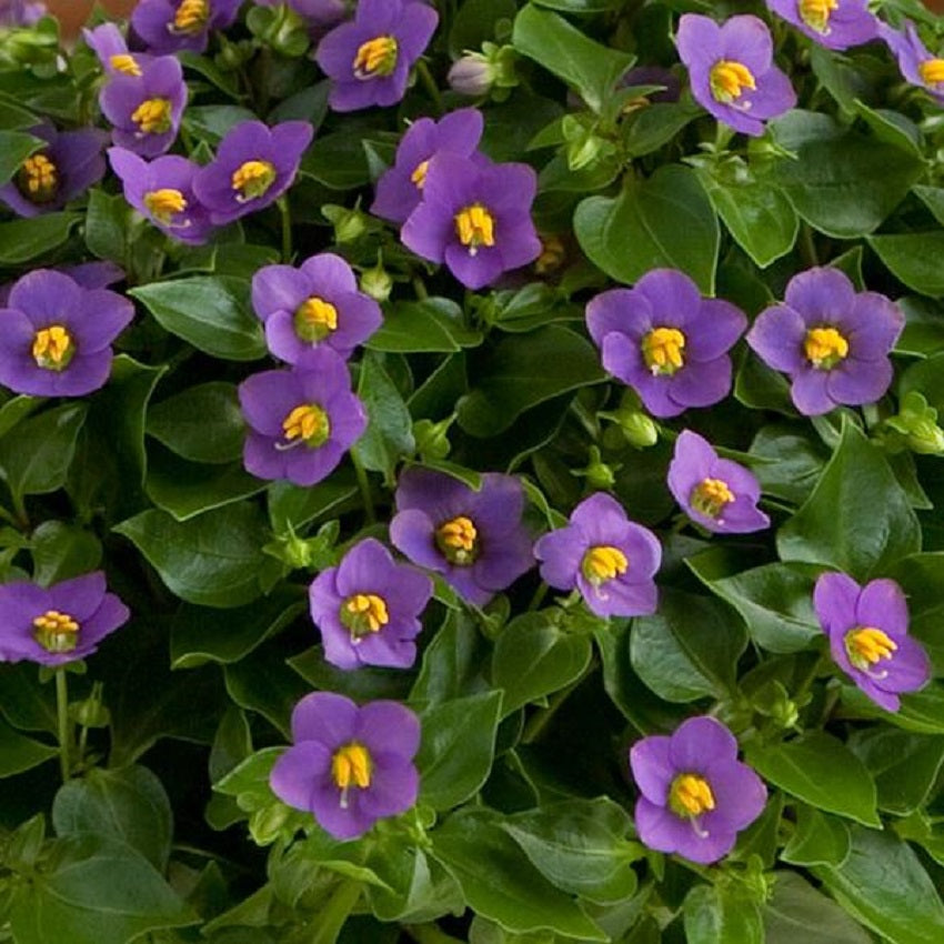 Exacum Royal Dane Deep Blue 25 Pelleted Seeds Flower Seeds