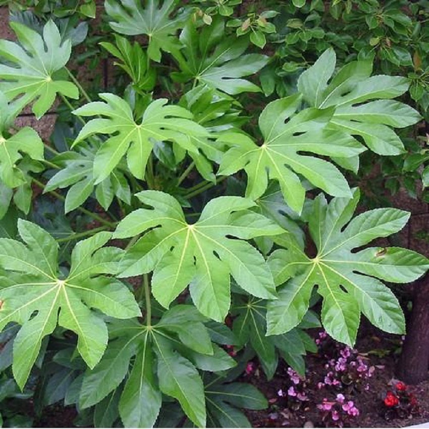 Fatsia Japonica Seeds | House Plant