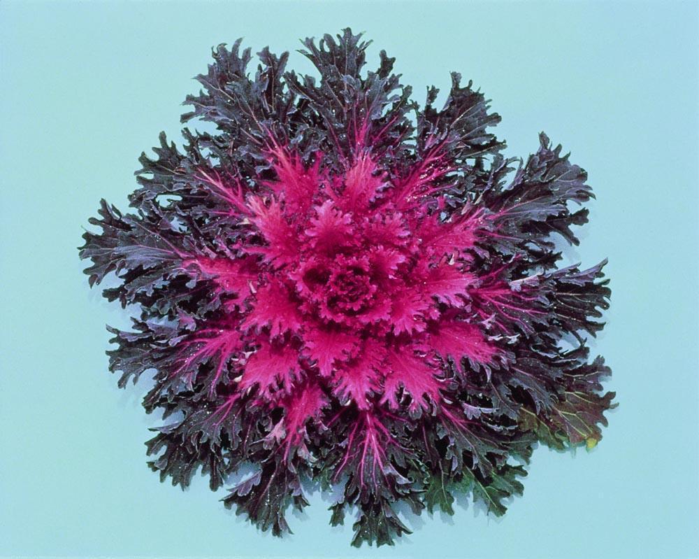 Flowering Kale Seeds Coral Queen 50 Seeds flowering cabbage seeds