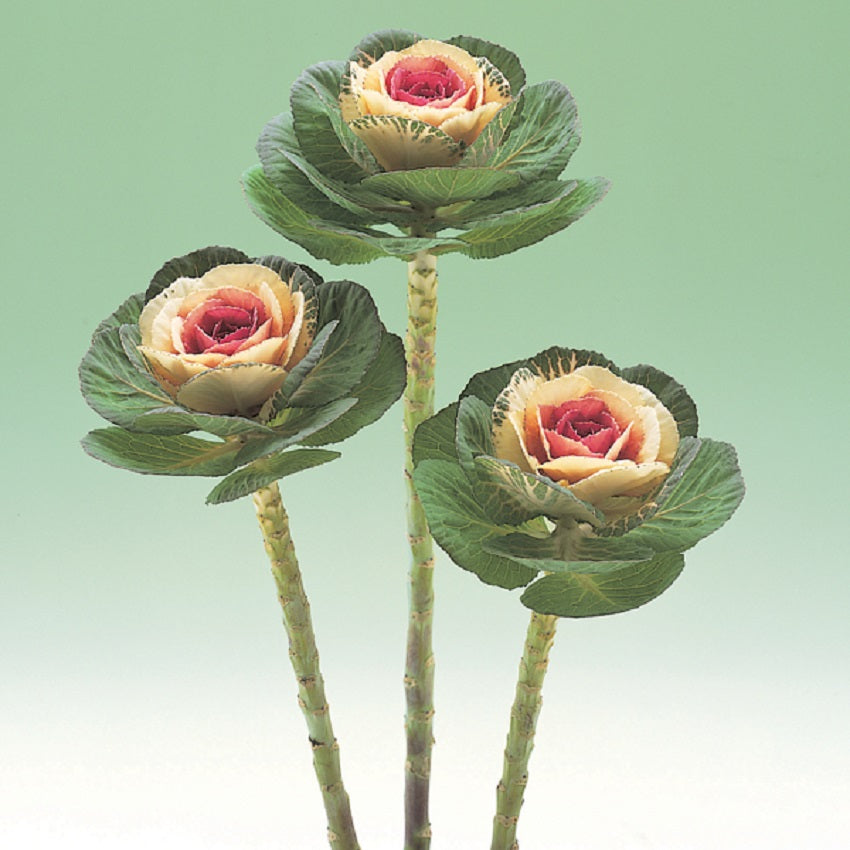 kale flower seeds 25 Flowering Kale Seeds Flowering Kale Crane Bicolor Ornamental Kale Seeds