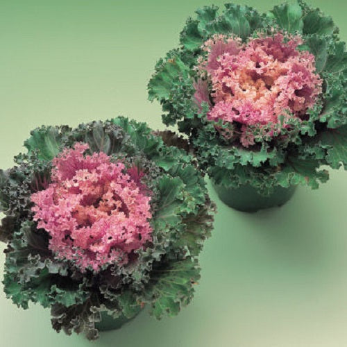 Flowering Kale Seeds Kamome Pink Bulk Seeds 25 thru 1,000 Seeds