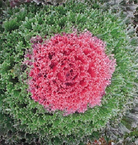 Flowering Kale Seeds Kamome Red Bulk Seeds 25 thru 1,000 Seeds