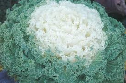 Flowering Kale Seeds Kamome White Bulk Seeds 25 thru 1,000 Seeds