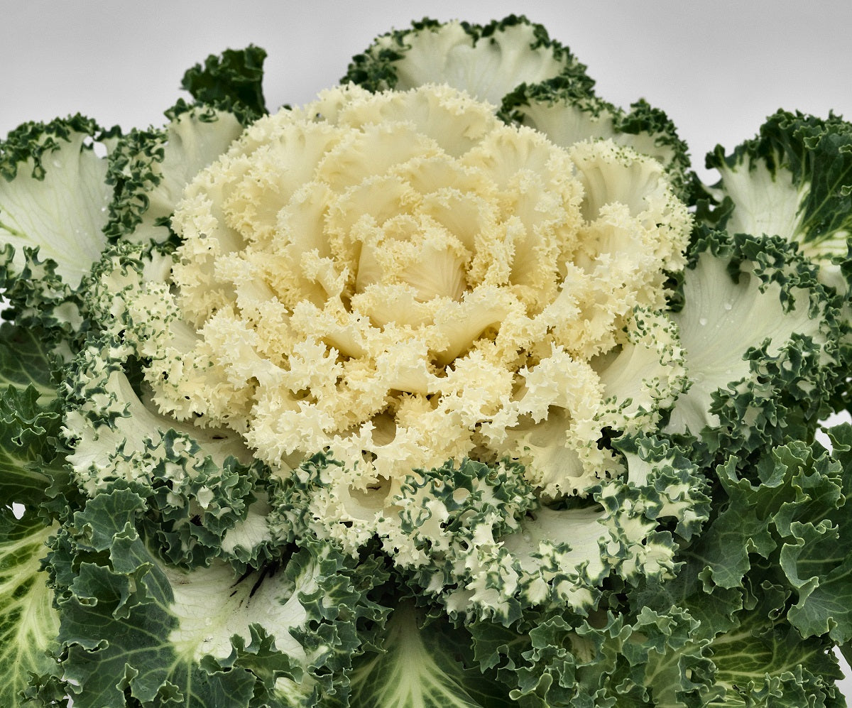 Ornamental Kale Seeds Nagoya White 25 thru 1,000 Flowering Kale Seeds