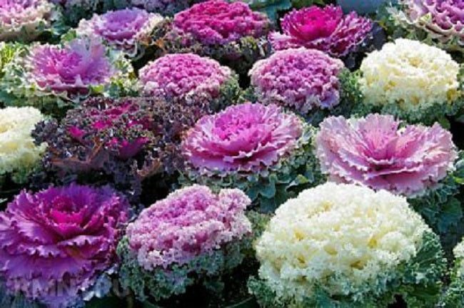 Bulk Osaka Mix kale seeds, 25–1,000 count, perfect for gardens