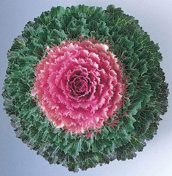 Flowering Kale Seeds 50 Seeds Flowering Cabbage Songbird Pink