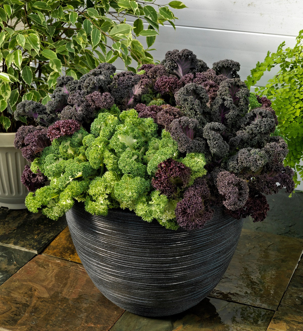 Flowering Kale Seeds Yokohama Mix 50 Seeds New 2018