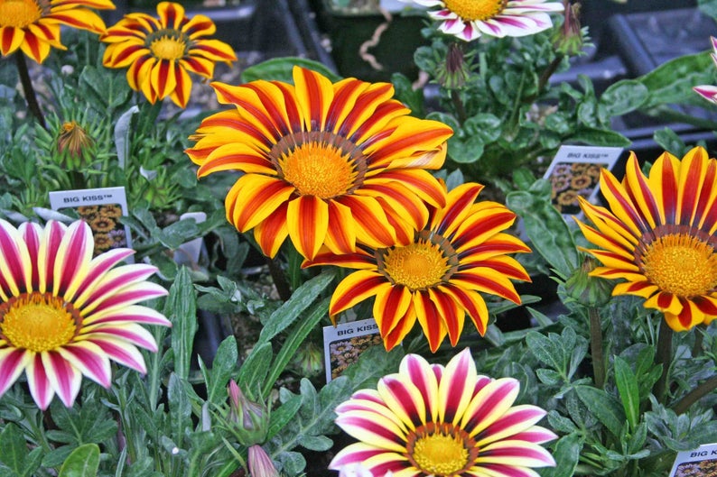 Gazania Seeds Big Kiss Mix 25 thru 100 Perennial Flower Seeds