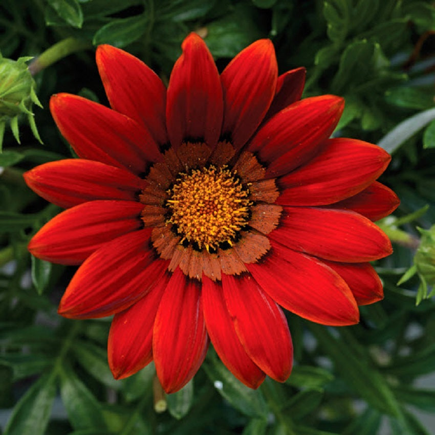 gazania flower seeds Gazania Seeds Big Kiss Red 50 Flower Seeds Perennial