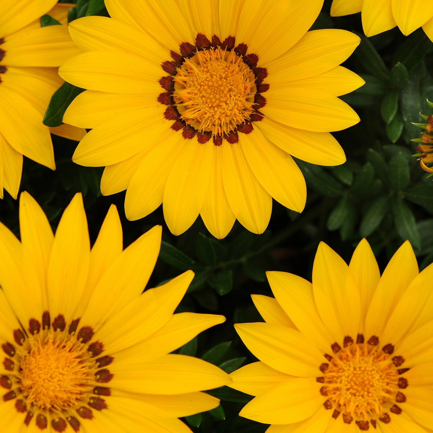 Gazania Seeds New Day Yellow 50 Flower Seeds
