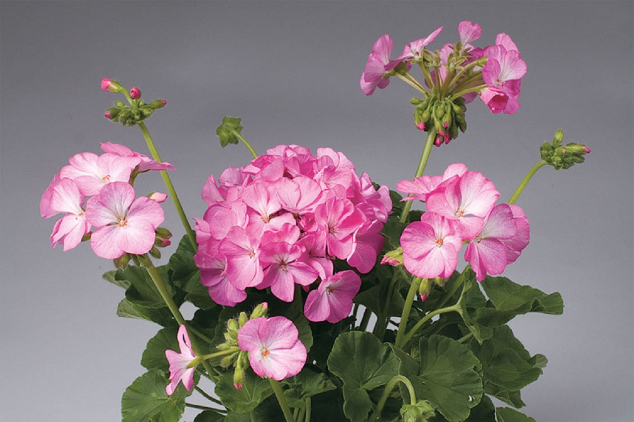 15 Apache Pink Bicolor Geranium Seeds Flower Seeds