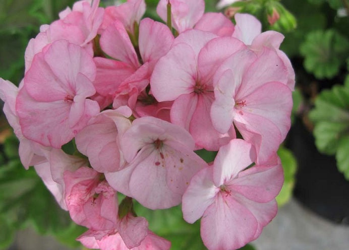 zonal geranium seeds 15 Geranium Seeds | Zonal Geranium