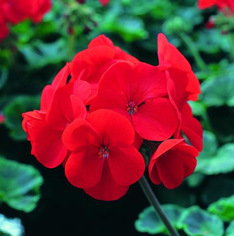 Maverick Red Geranium Seeds 15 thru 250 Bulk Geranium Seeds