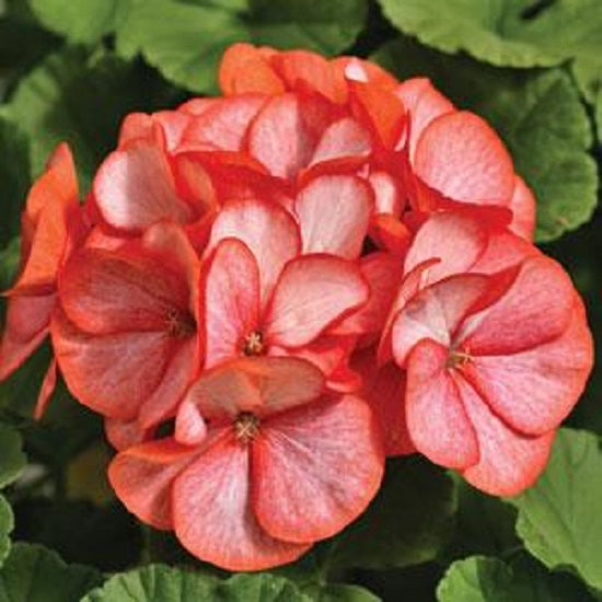 Geranium Seeds Maverick Scarlet Picotee 15 thru 100 Geranium Seeds Bulk Flower Seeds