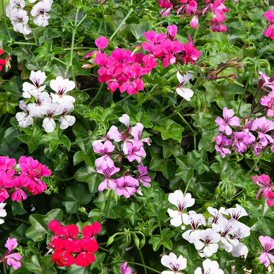 trailing geraniums seeds Reach Out Formula Mix Ivy Geranium Seeds 15 thru 50 Geranium Seeds
