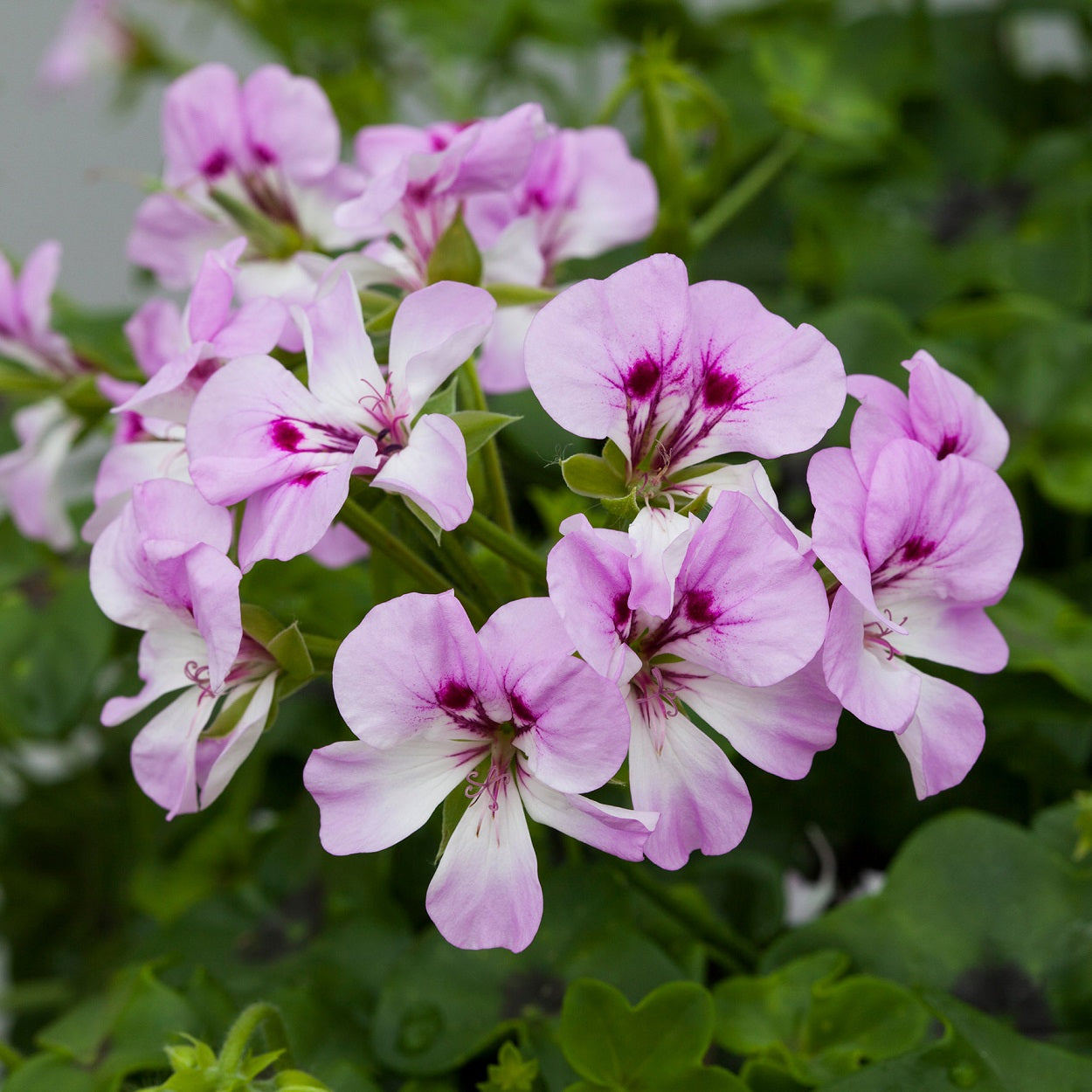 Reach Out Lilac Bi Color Ivy Geranium Seeds 15 thru 50 Geranium Seeds