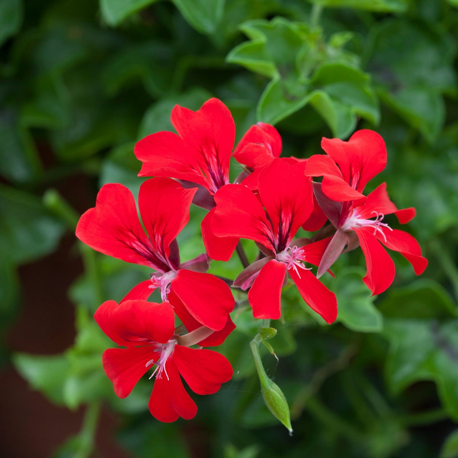 buy geranium seeds online Reach Out Red Ivy Geranium Seeds 15