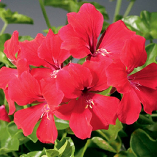 15 Ivy Geranium Seeds Tornado Red Trailing Geranium