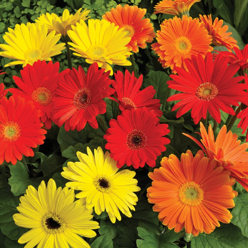 Gerbera Jaguar ™ Salsa Mix Seeds Gerbera Seeds 15 thru 50 seeds
