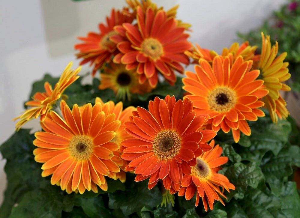 Gerbera Daisy Seeds Majorette Sunset Orange 15 thru 50 seeds