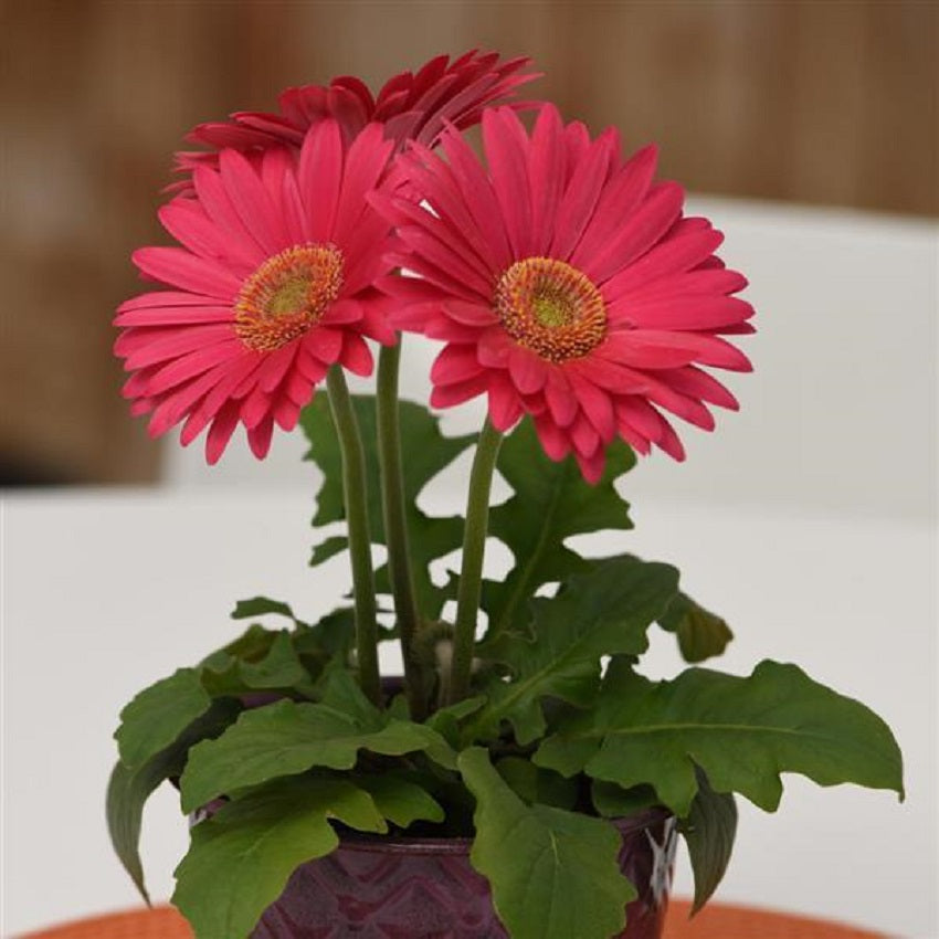 Gerbera Revolution™Pink W/ Green Eye Gerbera Seeds 15 thru 50 seeds