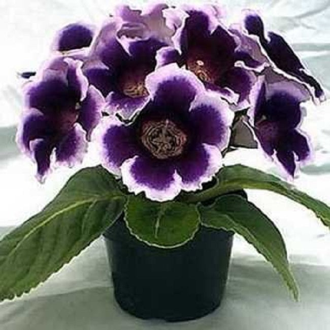 Gloxinia Seeds Gloxinia Avanti Blue & White 25 Non Pelleted Seeds