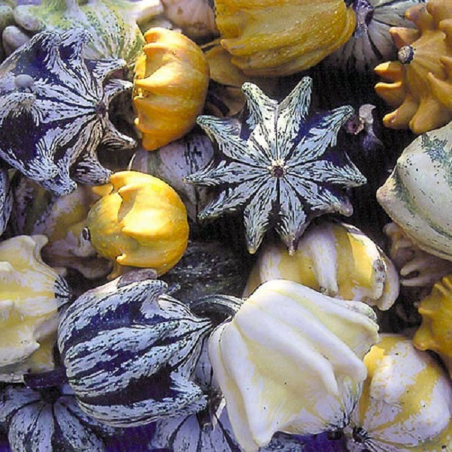 gourd plant seeds Gourd Seeds Ten Commandments | Seeds for Sale