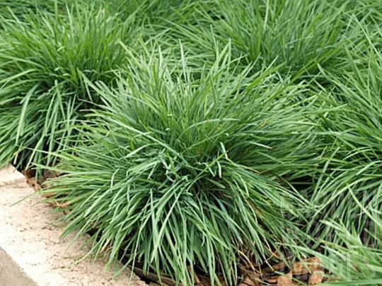 Blue Hair Grass Seeds Koeleria Coolio 25 Multi Pelleted Seeds Ornamental Grass