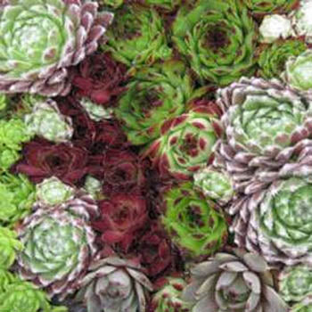 best place to buy succulent seeds Sempervivum Seeds | Succulent Seed