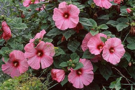 Hibiscus Disco Belle Pink Hybrid 15 Hibiscus Seeds