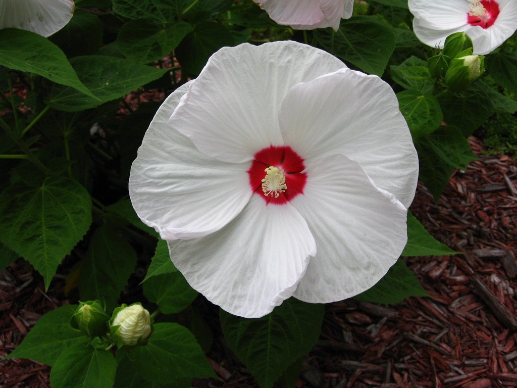 Hibiscus Seeds Disco Belle White 15 Perennial Seeds