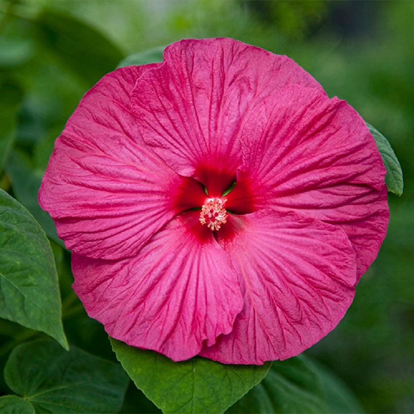 Hardy Hibiscus Seeds Honeymoon Rose 50 Bulk Seeds