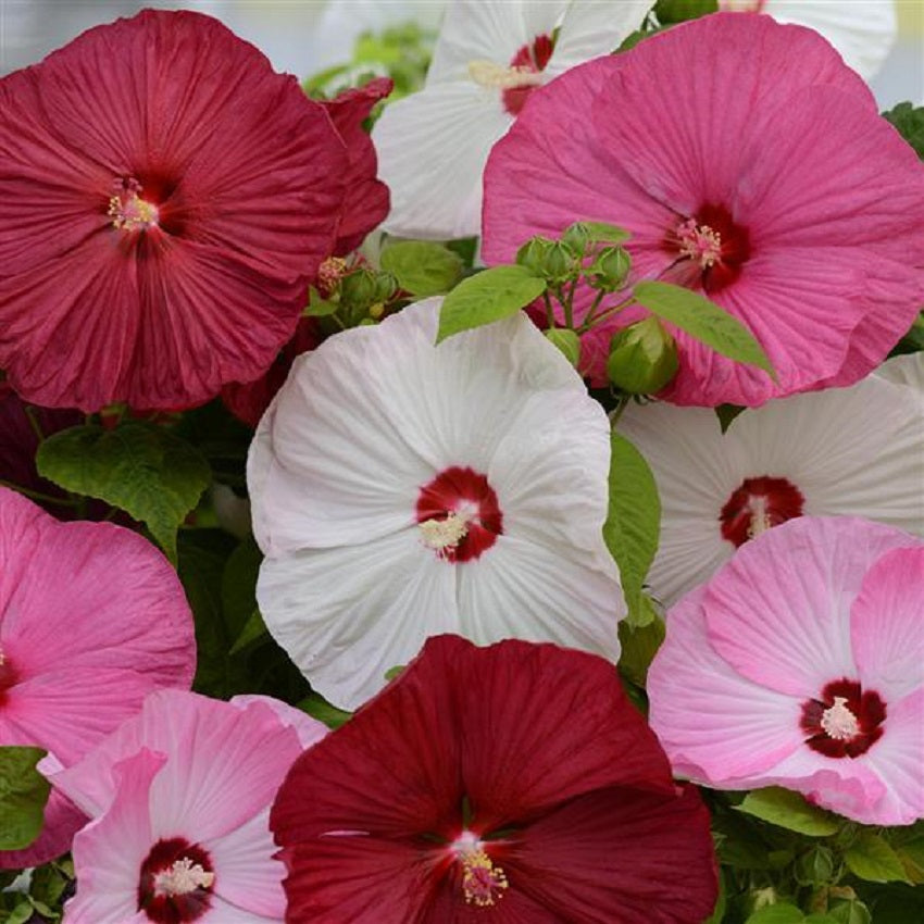 Hardy Hibiscus Seeds Luna Mix 50 Bulk Seeds
