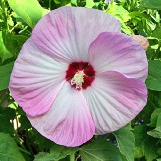 Hardy Hibiscus Seeds Luna Pink Swirl 50 Bulk Seeds