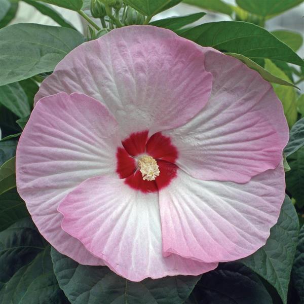 pink hibiscus flower seeds 15 Hibiscus Seeds Luna Pink Swirl HARDY HIBISCUS (Perennial Seeds) – trailingpetunia.com