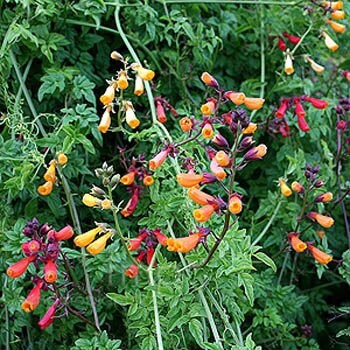 evergreen flower seeds 200 Chilean Glory Vine Seeds Eccremocarpus VINE PERENNIAL – trailingpetunia.com