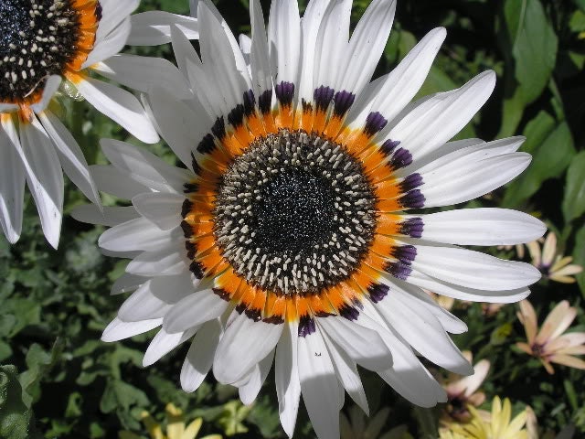 Venidium Zulu Prince 100 Seeds Daisy Seeds Monarch of the Veldt Cape Daisy