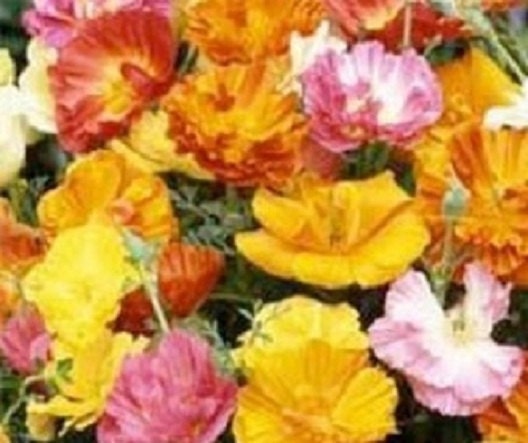 250 Poppy Seeds Ballerina Mix FLOWER SEEDS