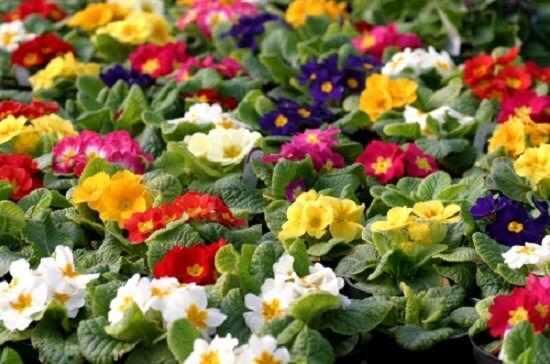 Primula Seeds 50 Primrose Seeds Primula Costume Mix