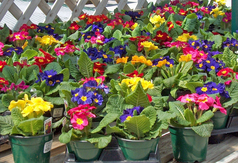 Primula Seeds 50 Primrose Seeds Primula Danova Mix