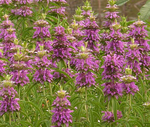 2,000 Lemon Mint Herb Seeds